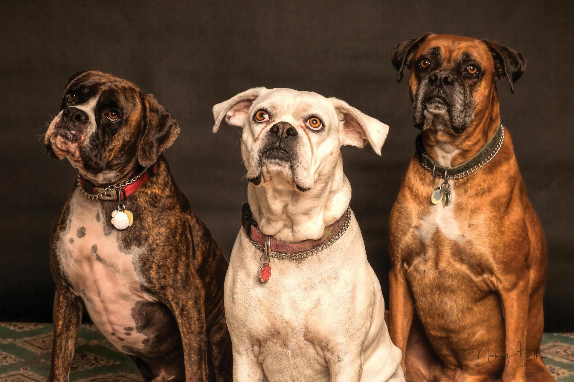 Best Vets in Imperial