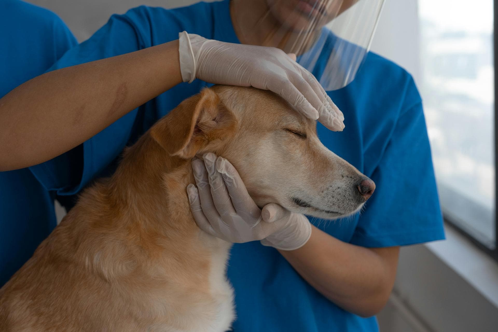 Best Vets in Manchester