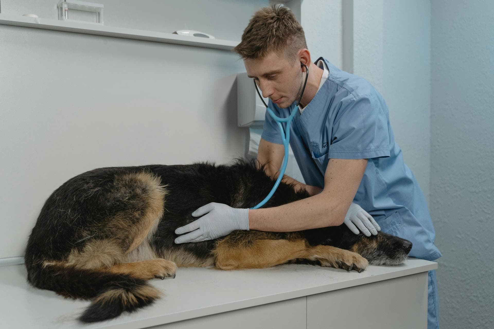 Best Vets in Eldon